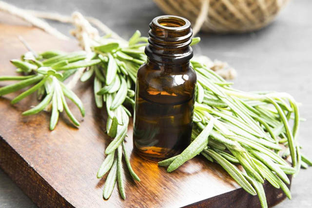 Rosemary có nhiều tác dụng ở nhiều lĩnh vực khác nhau Rosemary co nhieu tac dung o nhieu linh vuc khac nhau