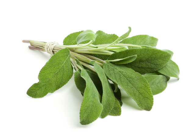 Sage tên tiếng Việt là cây xô thơm, là một loại thảo mộc có nguồn gốc từ Địa Trung Hải sage la cay xo thom