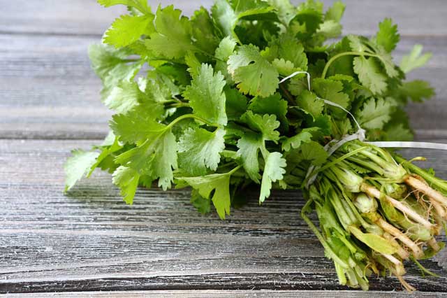 cilantro la gi