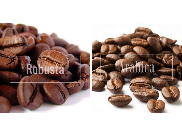 Arabica và Robusta là 2 loại cà phê phổ biến nhất hiện nay Arabica Và Robusta