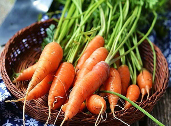 >Cà rốt là loại thực phẩm chứa đường có thể tạo thành Caramen Cà rốt tạo thành Caramen