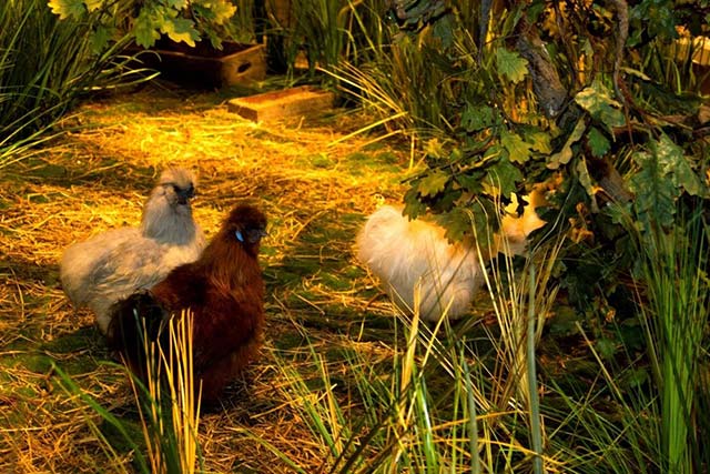 Trải nghiệm tự nhiên tại nhà hàng Shinok nhà hàng động vật