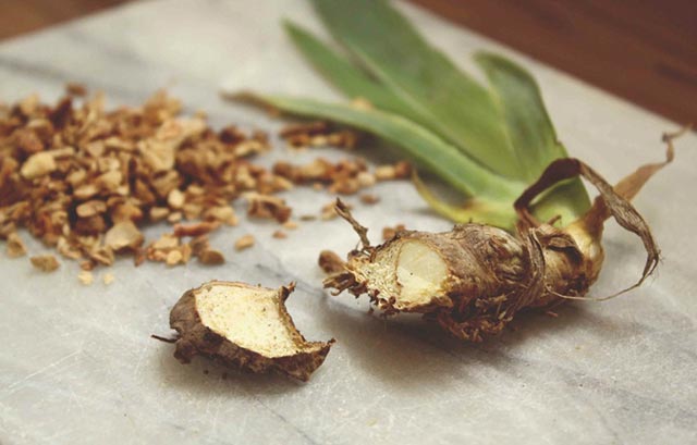 Rễ cây Orris giúp rượu Gin thêm phần quyến rũ Rễ cây Orris