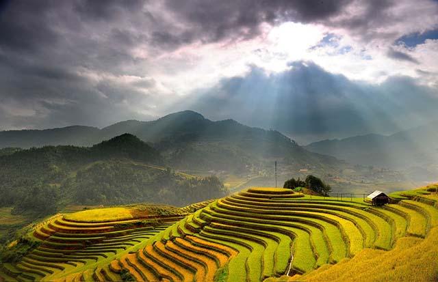 “Mùa vàng” về trên Tây Bắc danh lam thắng cảnh Tây Bắc