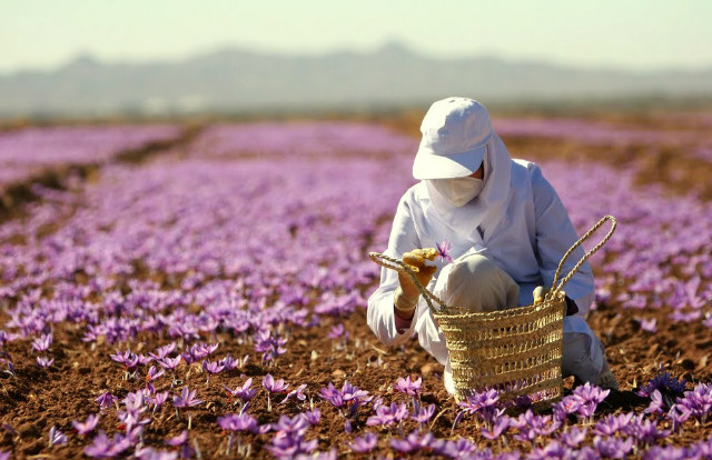 Quá trình tạo ra Saffron được thực hiện thủ công hoàn toàn thu hoach thu cong nen gia cua suffron rat dat