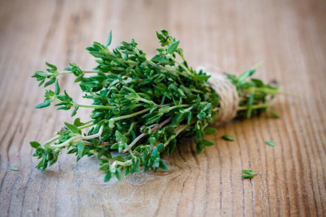thyme la co xa huong gia vi cua nguoi phuong tay