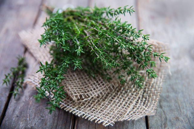 thyme la loai gia vi quen thuoc